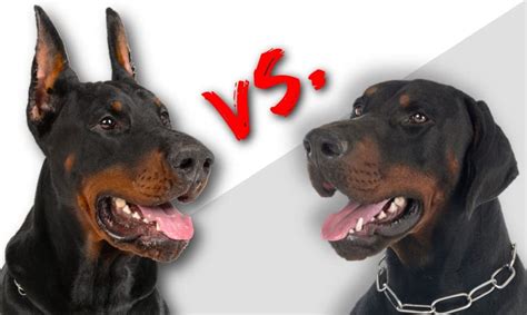dobermann oren knippen